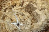 Stunning, Petrified Wood (Araucaria) Round - Madagascar #226559-1